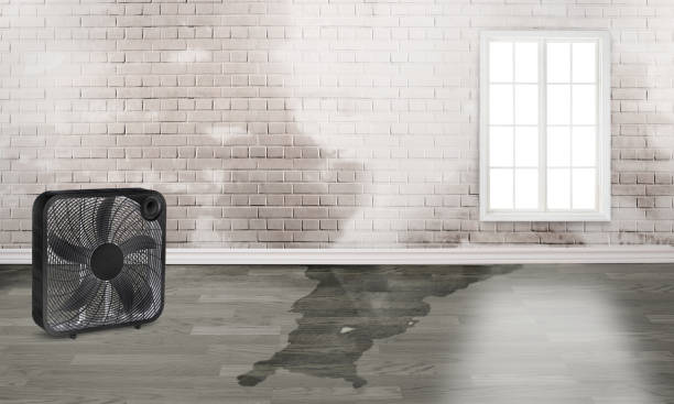 Best Carpet water damage restoration  in Los Banos, CA